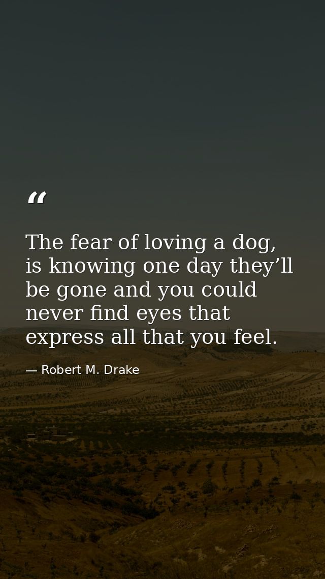 The fear of loving a dog, is knowing one day they’ll be gone and you could never find eyes that express all that you fee — Robert M. Drake