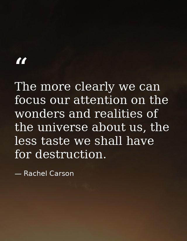 The more clearly we can focus our attention on the wonders and realities of the universe about us, the less taste we sha — Rachel Carson