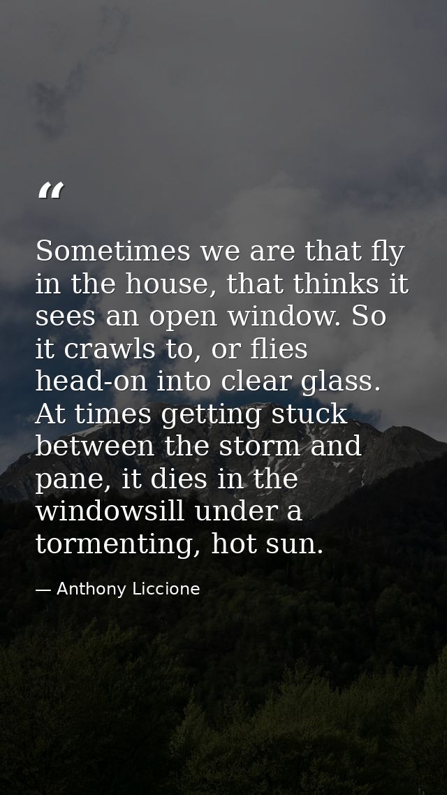 Sometimes we are that fly in the house, that thinks it sees an open window. So it crawls to, or flies head-on into clear — Anthony Liccione