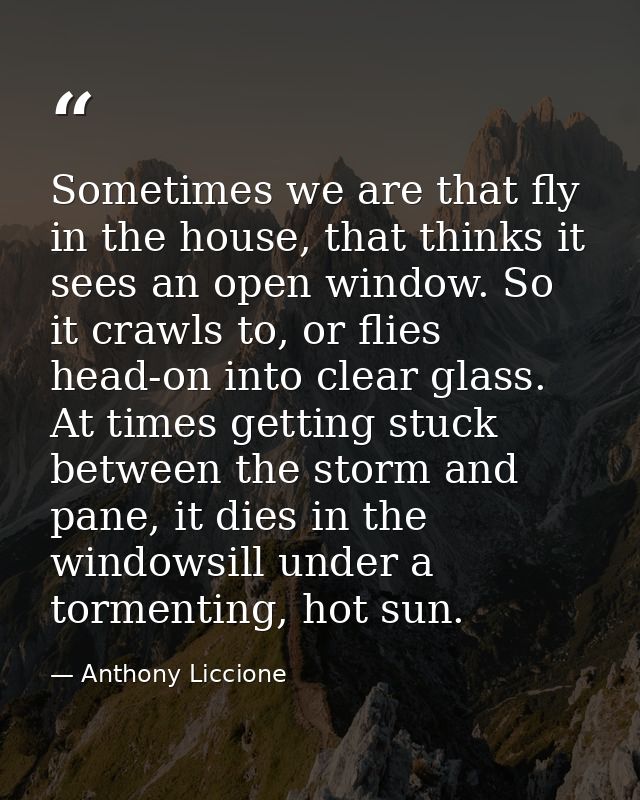 Sometimes we are that fly in the house, that thinks it sees an open window. So it crawls to, or flies head-on into clear — Anthony Liccione