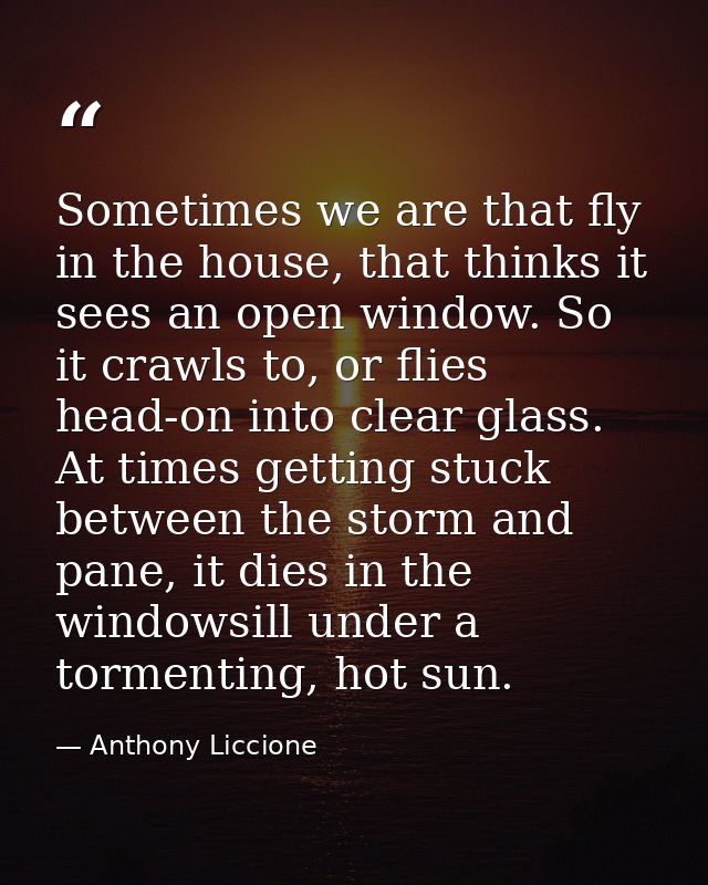 Sometimes we are that fly in the house, that thinks it sees an open window. So it crawls to, or flies head-on into clear — Anthony Liccione