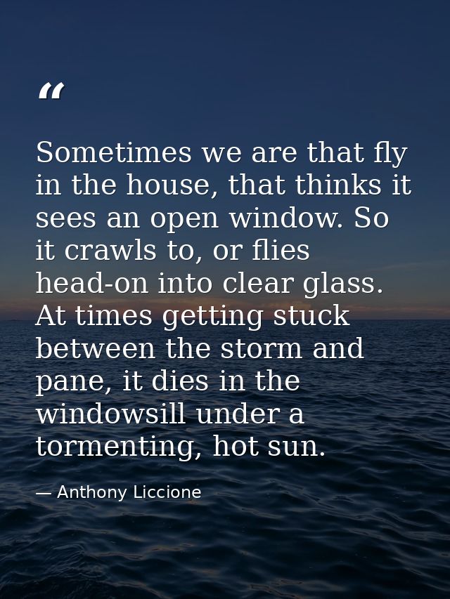 Sometimes we are that fly in the house, that thinks it sees an open window. So it crawls to, or flies head-on into clear — Anthony Liccione