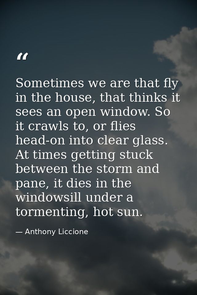 Sometimes we are that fly in the house, that thinks it sees an open window. So it crawls to, or flies head-on into clear — Anthony Liccione