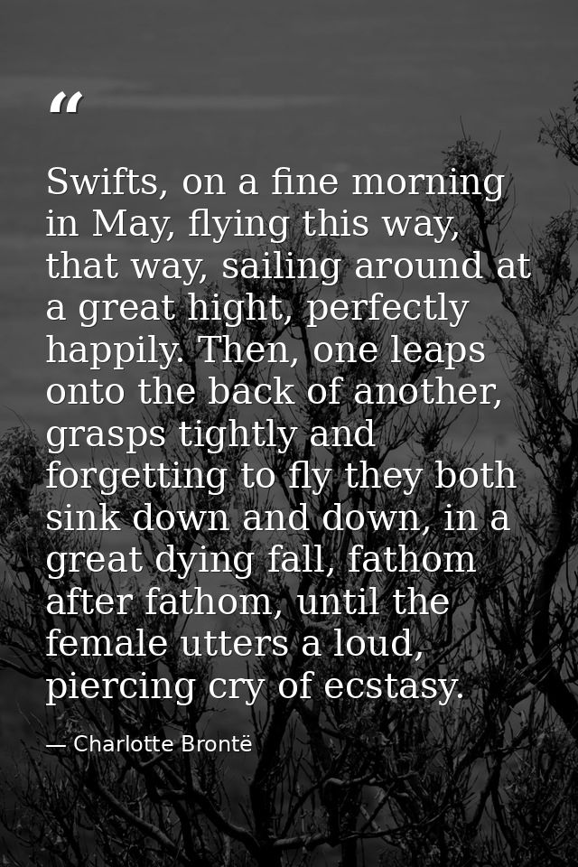 Swifts, on a fine morning in May, flying this way, that way, sailing around at a great hight, perfectly happily. Then, o — Charlotte Brontë