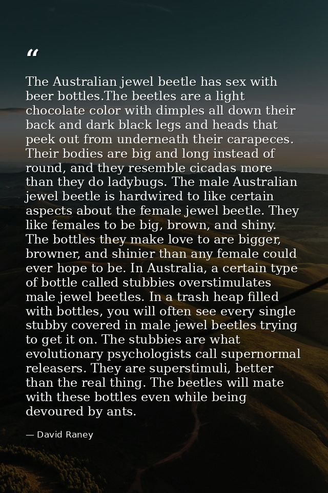 The Australian jewel beetle has sex with beer bottles.The beetles are a light chocolate color with dimples all down thei — David Raney