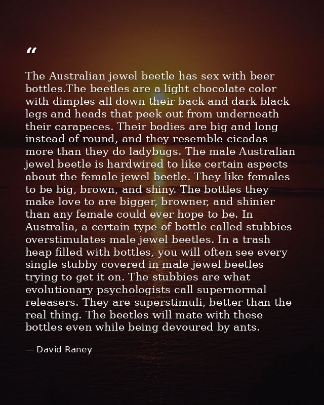 The Australian jewel beetle has sex with beer bottles.The beetles are a light chocolate color with dimples all down thei — David Raney