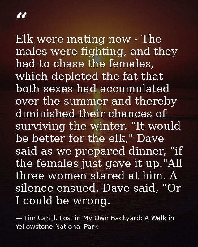 Elk were mating now - The males were fighting, and they had to chase the females, which depleted the fat that both sexes — Tim Cahill, Lost in My Own Backyard: A Walk in Yellowstone National Park