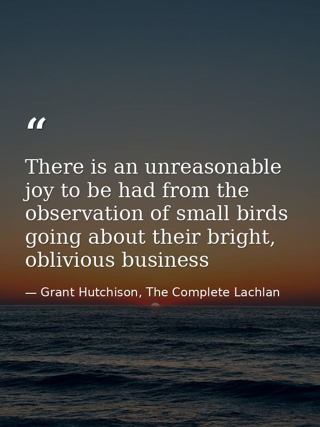 There is an unreasonable joy to be had from the observation of small birds going about their bright, oblivious business — Grant Hutchison, The Complete Lachlan