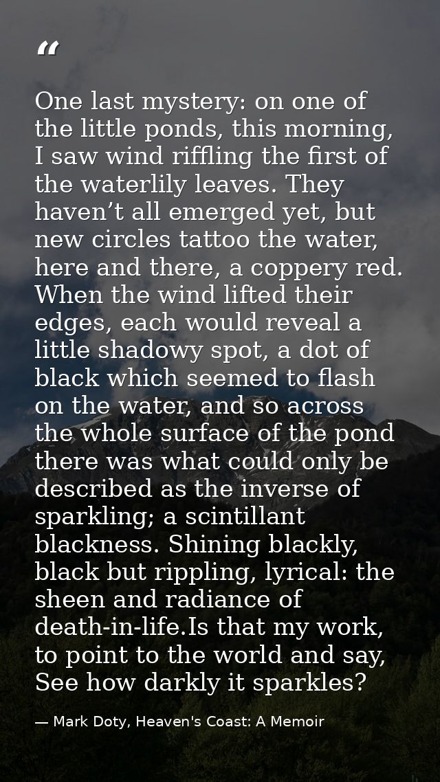 One last mystery: on one of the little ponds, this morning, I saw wind riffling the first of the waterlily leaves. They  — Mark Doty, Heaven's Coast: A Memoir