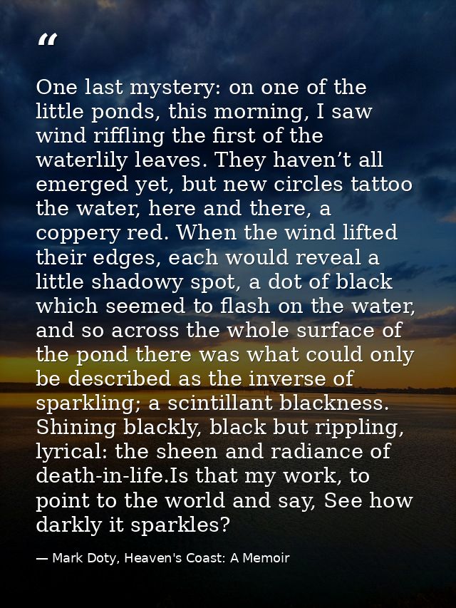 One last mystery: on one of the little ponds, this morning, I saw wind riffling the first of the waterlily leaves. They  — Mark Doty, Heaven's Coast: A Memoir