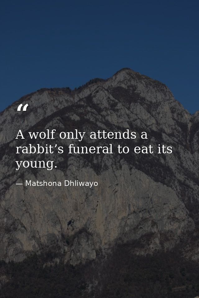 A wolf only attends a rabbit’s funeral to eat its young. — Matshona Dhliwayo