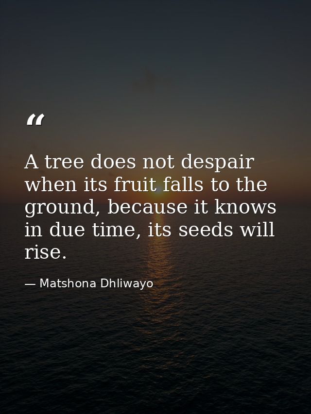 A tree does not despair when its fruit falls to the ground, because it knows in due time, its seeds will rise. — Matshona Dhliwayo