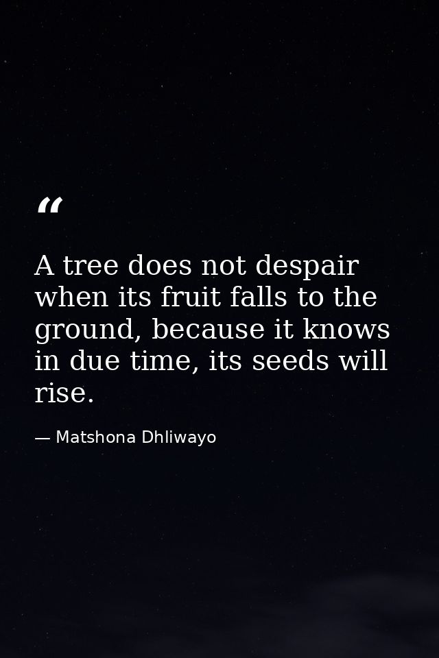 A tree does not despair when its fruit falls to the ground, because it knows in due time, its seeds will rise. — Matshona Dhliwayo