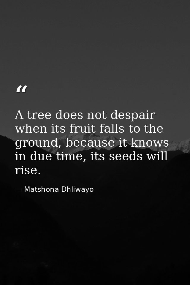 A tree does not despair when its fruit falls to the ground, because it knows in due time, its seeds will rise. — Matshona Dhliwayo