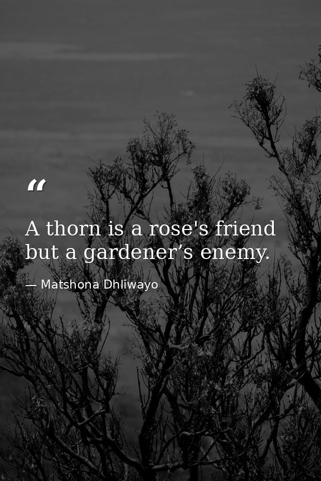 A thorn is a rose's friend but a gardener’s enemy. — Matshona Dhliwayo