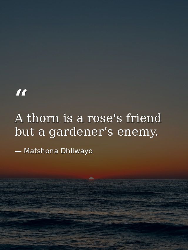 A thorn is a rose's friend but a gardener’s enemy. — Matshona Dhliwayo