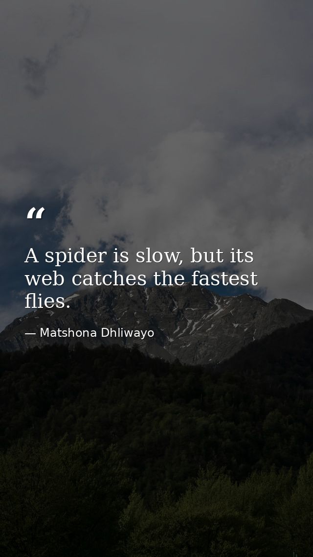 A spider is slow, but its web catches the fastest flies. — Matshona Dhliwayo