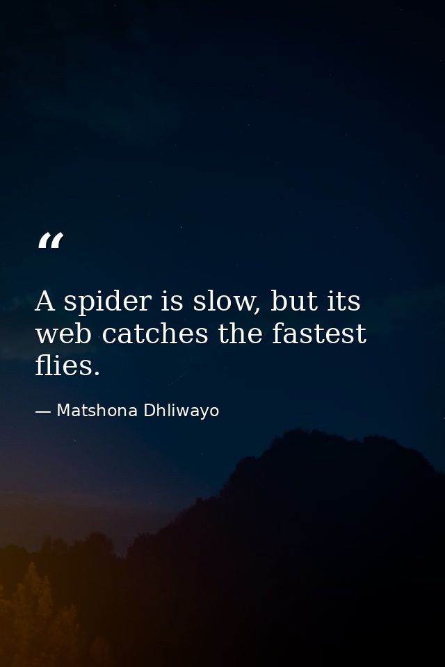 A spider is slow, but its web catches the fastest flies. — Matshona Dhliwayo