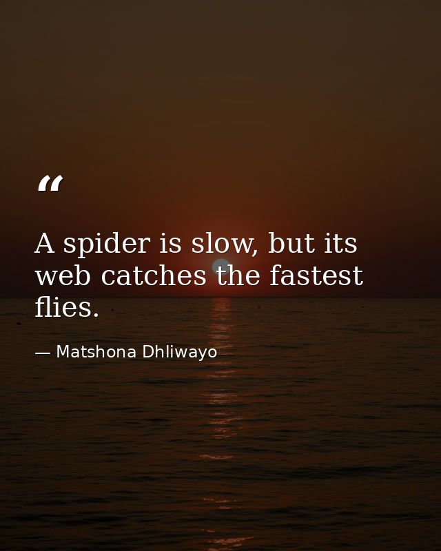 A spider is slow, but its web catches the fastest flies. — Matshona Dhliwayo