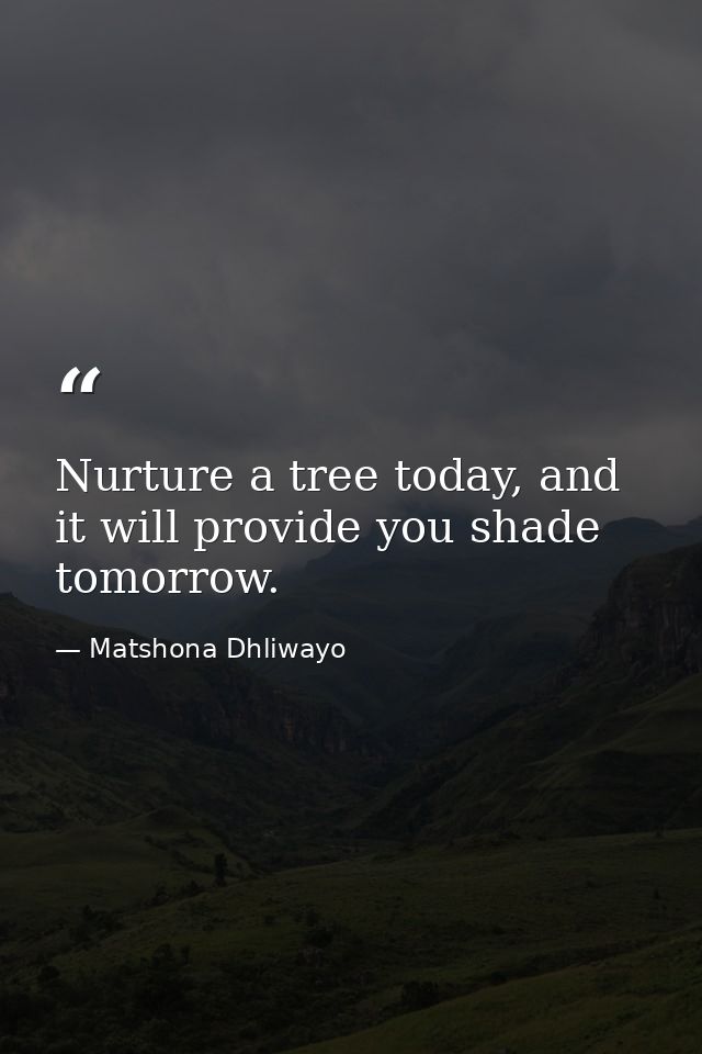 Nurture a tree today, and it will provide you shade tomorrow. — Matshona Dhliwayo