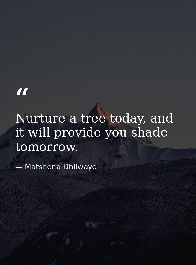 Nurture a tree today, and it will provide you shade tomorrow. — Matshona Dhliwayo