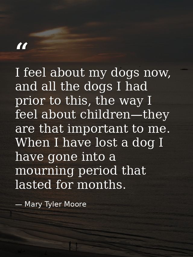 I feel about my dogs now, and all the dogs I had prior to this, the way I feel about children—they are that important to — Mary Tyler Moore