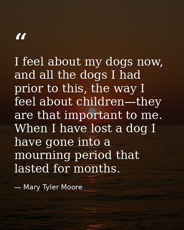I feel about my dogs now, and all the dogs I had prior to this, the way I feel about children—they are that important to — Mary Tyler Moore