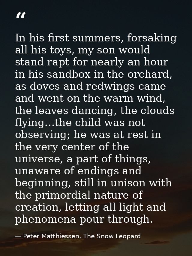 In his first summers, forsaking all his toys, my son would stand rapt for nearly an hour in his sandbox in the orchard,  — Peter Matthiessen, The Snow Leopard