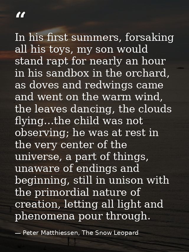 In his first summers, forsaking all his toys, my son would stand rapt for nearly an hour in his sandbox in the orchard,  — Peter Matthiessen, The Snow Leopard
