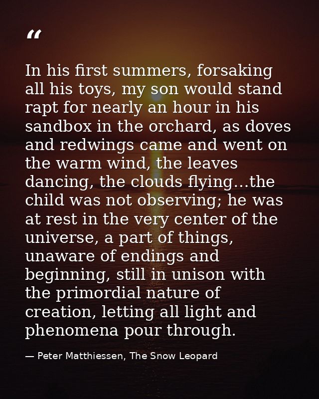 In his first summers, forsaking all his toys, my son would stand rapt for nearly an hour in his sandbox in the orchard,  — Peter Matthiessen, The Snow Leopard