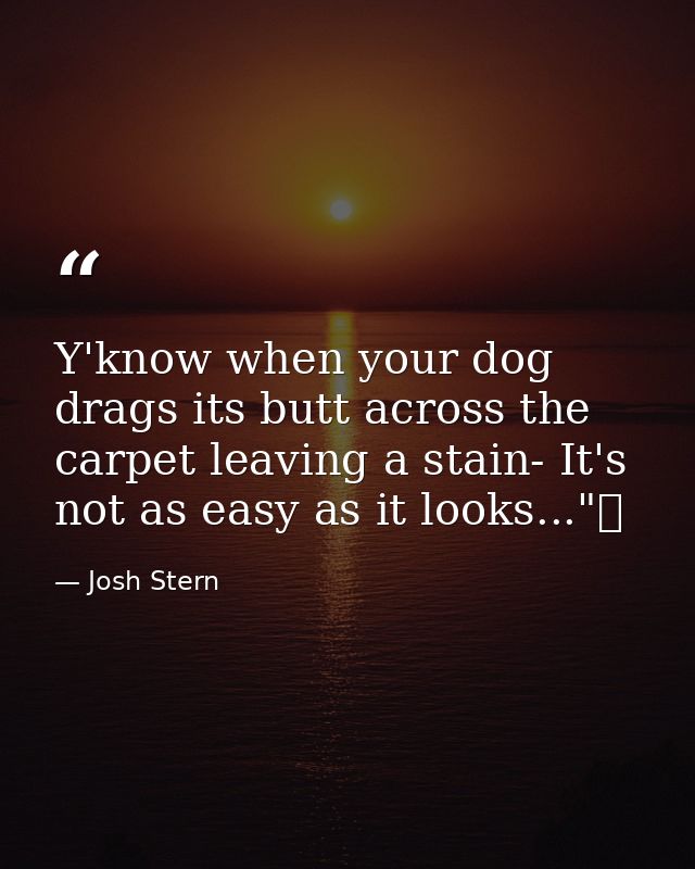 Y'know when your dog drags its butt across the carpet leaving a stain- It's not as easy as it looks..."  — Josh Stern