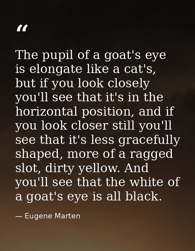 The pupil of a goat's eye is elongate like a cat's, but if you look closely you'll see that it's in the horizontal posit — Eugene Marten