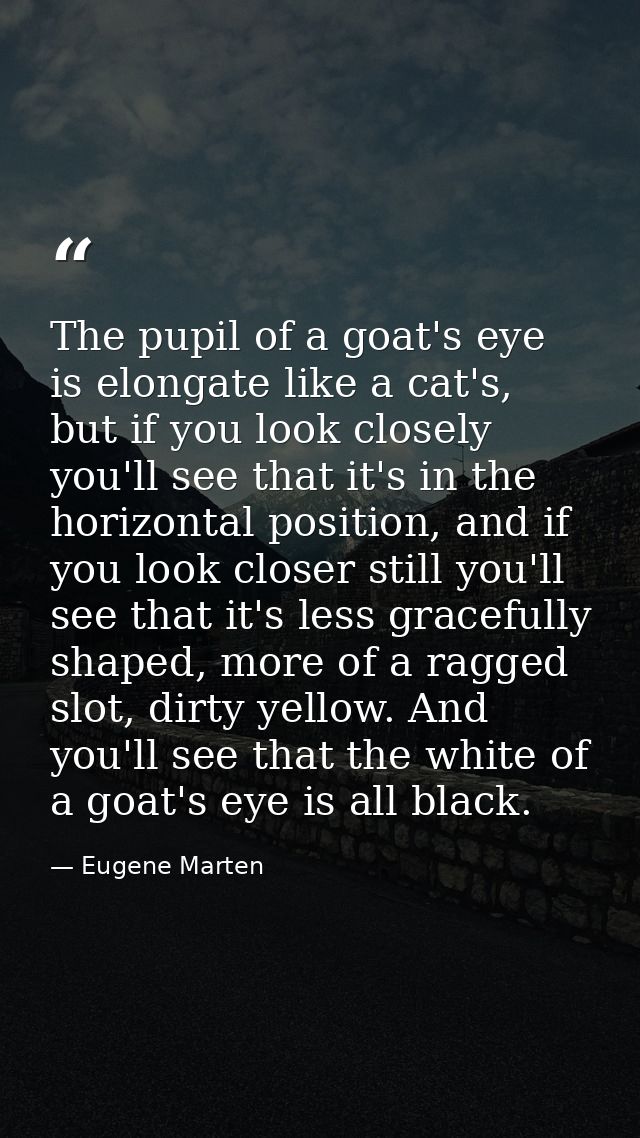 The pupil of a goat's eye is elongate like a cat's, but if you look closely you'll see that it's in the horizontal posit — Eugene Marten