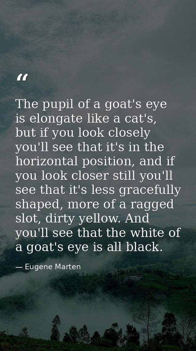 The pupil of a goat's eye is elongate like a cat's, but if you look closely you'll see that it's in the horizontal posit — Eugene Marten