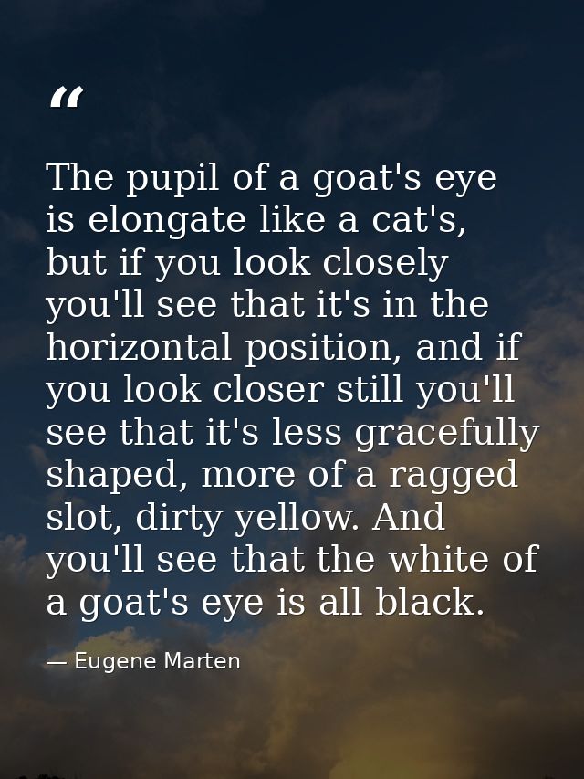 The pupil of a goat's eye is elongate like a cat's, but if you look closely you'll see that it's in the horizontal posit — Eugene Marten