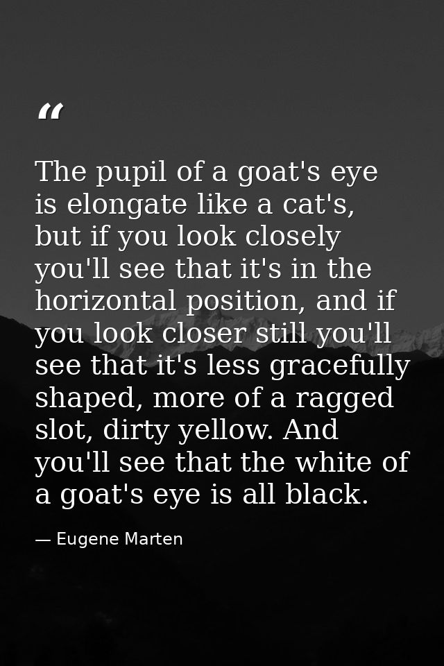 The pupil of a goat's eye is elongate like a cat's, but if you look closely you'll see that it's in the horizontal posit — Eugene Marten