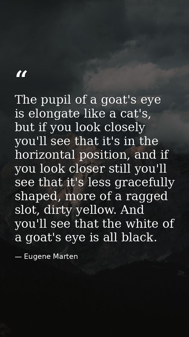 The pupil of a goat's eye is elongate like a cat's, but if you look closely you'll see that it's in the horizontal posit — Eugene Marten