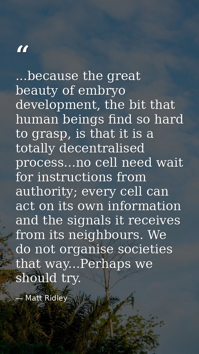 ...because the great beauty of embryo development, the bit that human beings find so hard to grasp, is that it is a tota — Matt Ridley