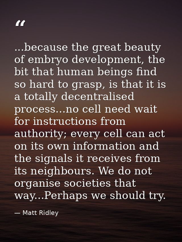 ...because the great beauty of embryo development, the bit that human beings find so hard to grasp, is that it is a tota — Matt Ridley