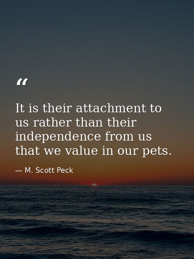 It is their attachment to us rather than their independence from us that we value in our pets. — M. Scott Peck