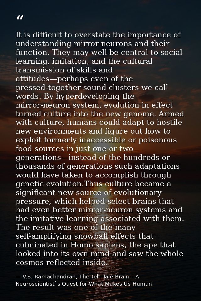 It is difficult to overstate the importance of understanding mirror neurons and their function. They may well be central — V.S. Ramachandran, The Tell–Tale Brain – A Neuroscientist`s Quest for What Makes Us Human