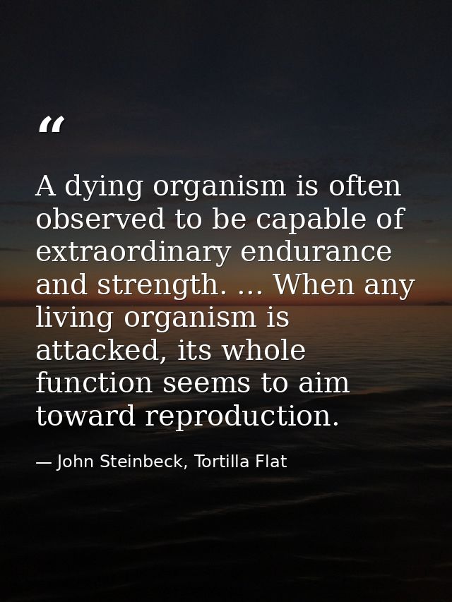 A dying organism is often observed to be capable of extraordinary endurance and strength. ... When any living organism i — John Steinbeck, Tortilla Flat