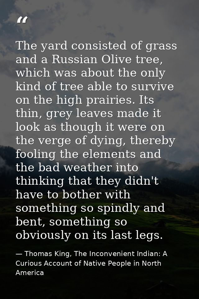 The yard consisted of grass and a Russian Olive tree, which was about the only kind of tree able to survive on the high  — Thomas King, The Inconvenient Indian: A Curious Account of Native People in North America