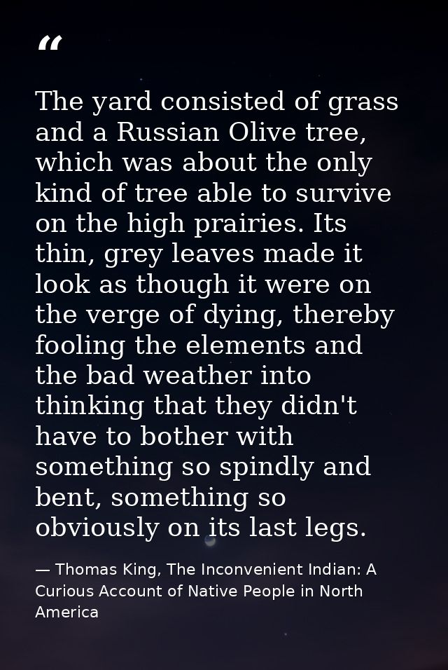 The yard consisted of grass and a Russian Olive tree, which was about the only kind of tree able to survive on the high  — Thomas King, The Inconvenient Indian: A Curious Account of Native People in North America