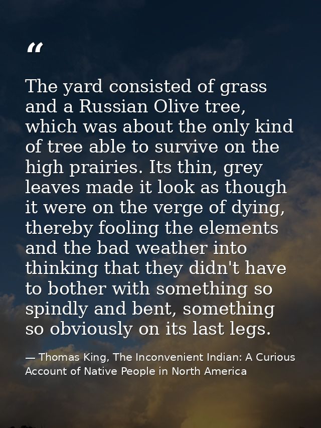 The yard consisted of grass and a Russian Olive tree, which was about the only kind of tree able to survive on the high  — Thomas King, The Inconvenient Indian: A Curious Account of Native People in North America