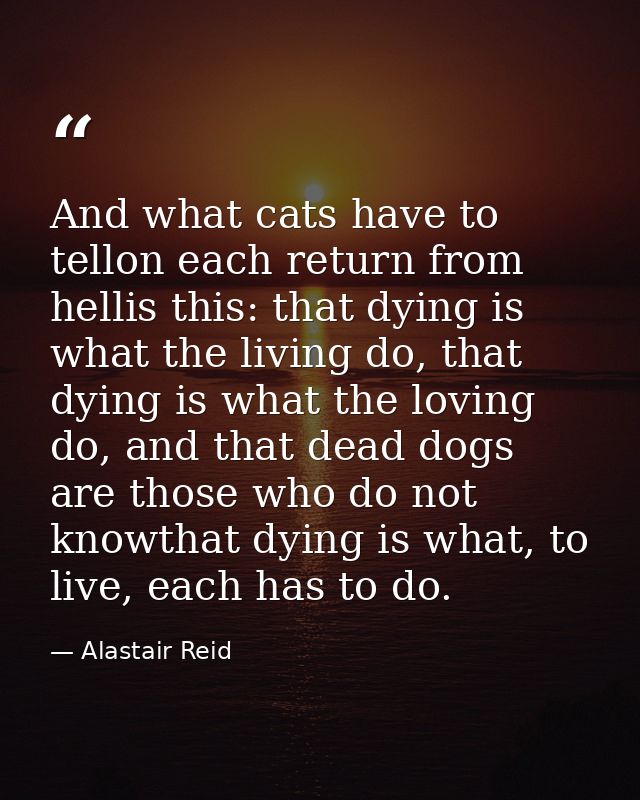 And what cats have to tellon each return from hellis this: that dying is what the living do, that dying is what the lovi — Alastair Reid