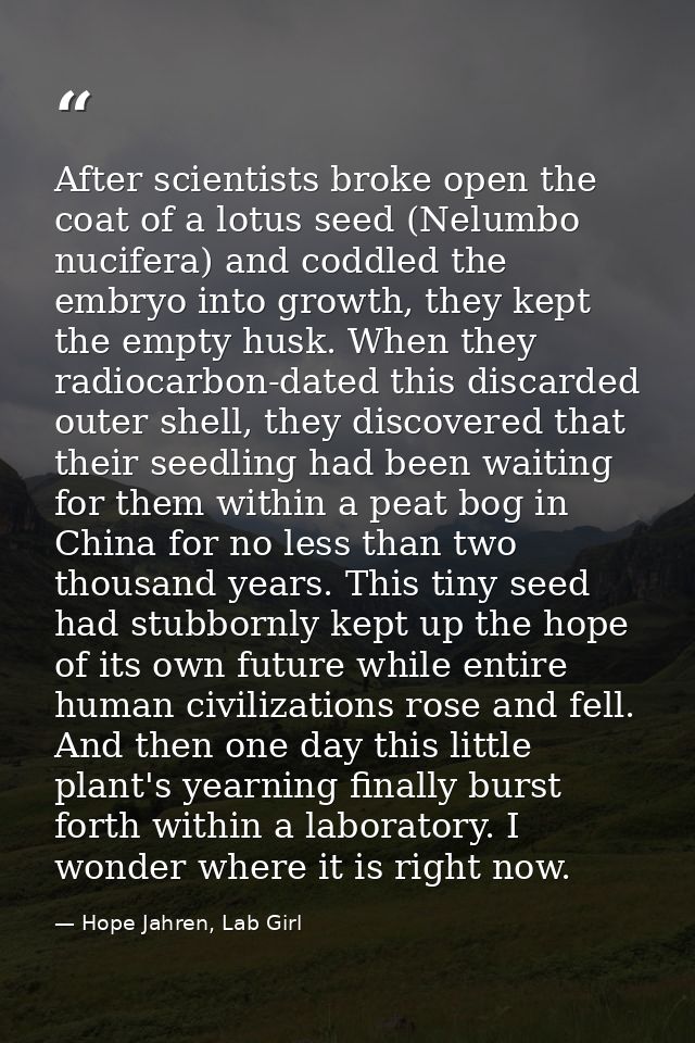 After scientists broke open the coat of a lotus seed (Nelumbo nucifera) and coddled the embryo into growth, they kept th — Hope Jahren, Lab Girl