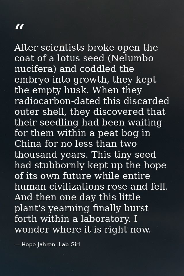 After scientists broke open the coat of a lotus seed (Nelumbo nucifera) and coddled the embryo into growth, they kept th — Hope Jahren, Lab Girl