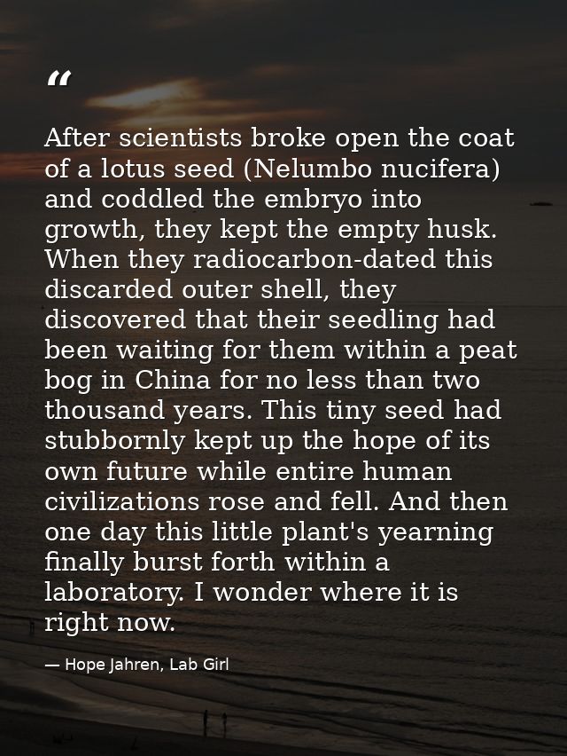 After scientists broke open the coat of a lotus seed (Nelumbo nucifera) and coddled the embryo into growth, they kept th — Hope Jahren, Lab Girl