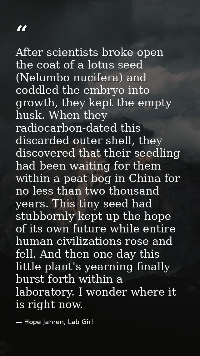 After scientists broke open the coat of a lotus seed (Nelumbo nucifera) and coddled the embryo into growth, they kept th — Hope Jahren, Lab Girl